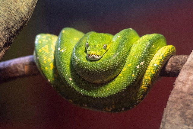 Python Tutor for Beginners: A Practical Step-by-Step Learning Plan