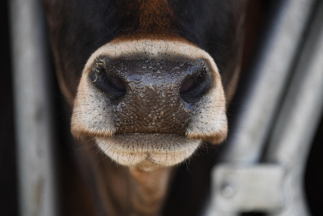 Practical Guide to a Dairy Farm Milk Production Tracker: Build, Use, and Improve
