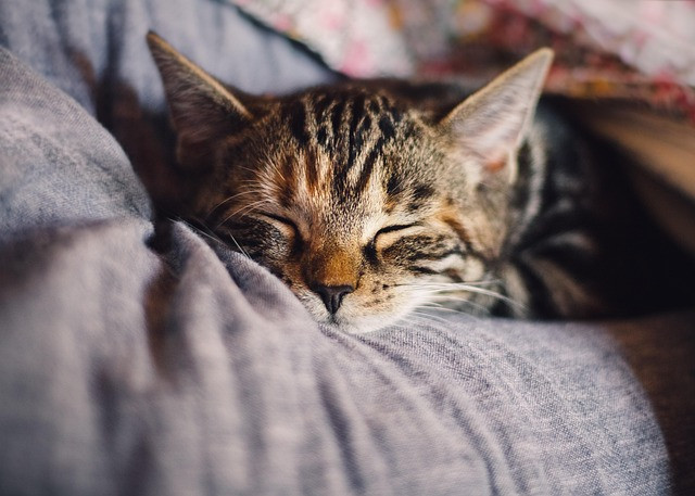 Sleep and Recovery: Practical Fundamentals for Better Health and Performance