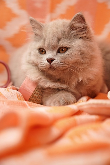 Cat Food Calculator for Dietary Restrictions: Exact Portioning Guide