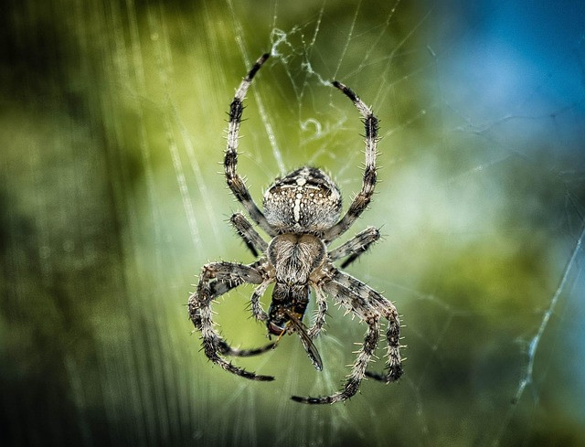 Web App Bug Finder: Practical Guide to Finding Security Vulnerabilities