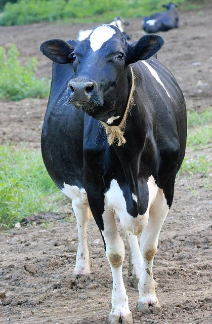 Dairy Farm Tracker Guide: Measure Milk Yield and Manage Herds Efficiently