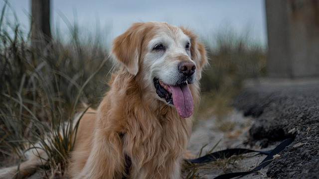 Professional Retriever Training in Berryville, VA with Pat Nolan
