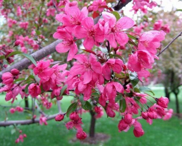 Royal Raindrops Crabapple Care Guide: Year-Round Beauty and Maintenance