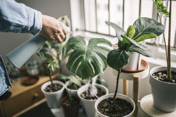 Top Indoor Plants That Thrive in Low Humidity for Easy Houseplant Care