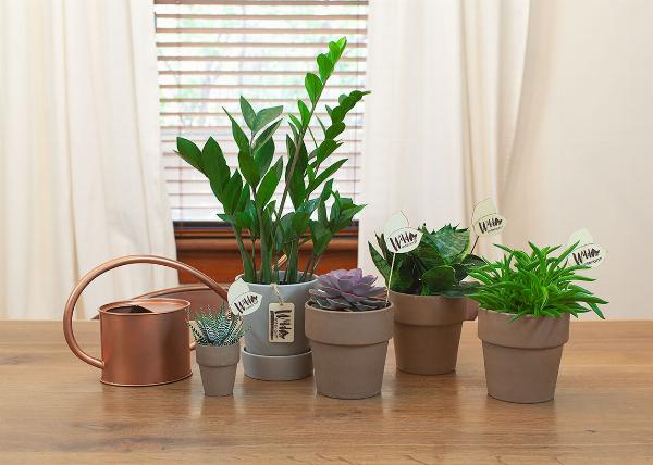 Child-Safe Indoor Plants: Non-Toxic Houseplants for Babies and Young Children