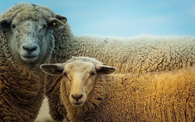 Livestock Medication Guide: Safe Treatment and Dosing for Farm Animals