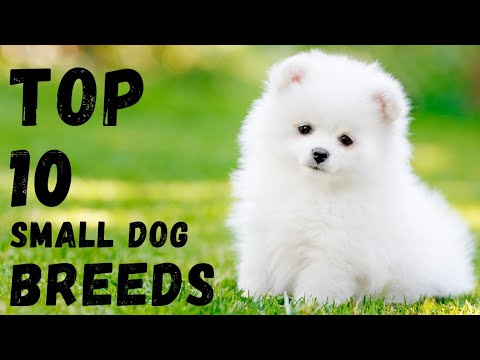 Small Dog Breeds in India: The Complete Guide to Charming Companion Dogs