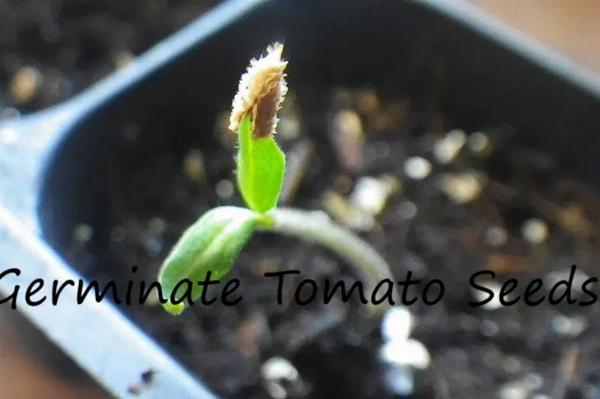 Fast Tomato Seed Germination at Home: Practical Steps for Quicker Sprouts