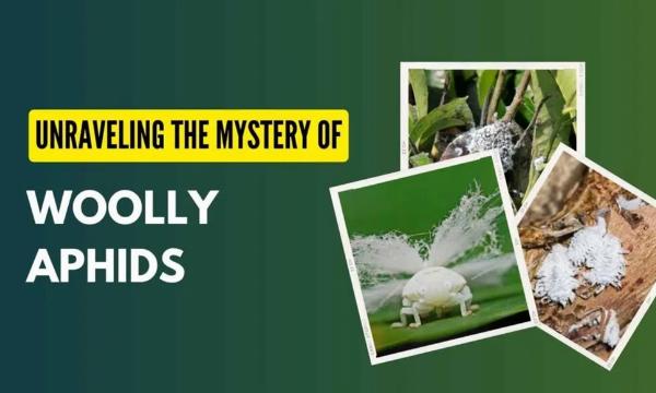 Woolly Aphids: Identification, Life Cycle, and Practical Management