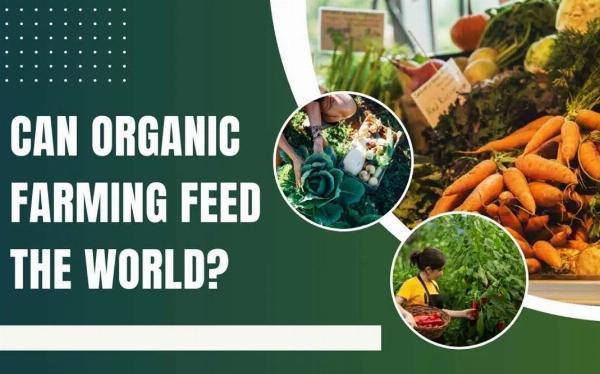 Can Organic Farming Feed the World? Evidence on Yields, Land Use, and Policy Options