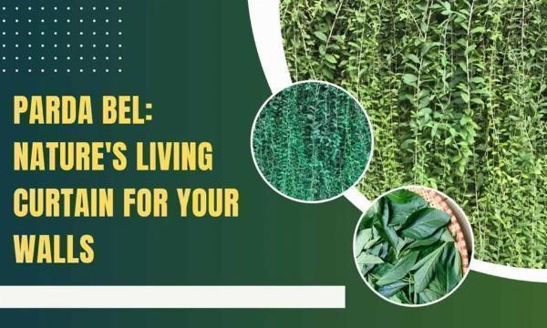 Parda Bel Living Curtain Guide: Vertical Gardening, Care, and Benefits