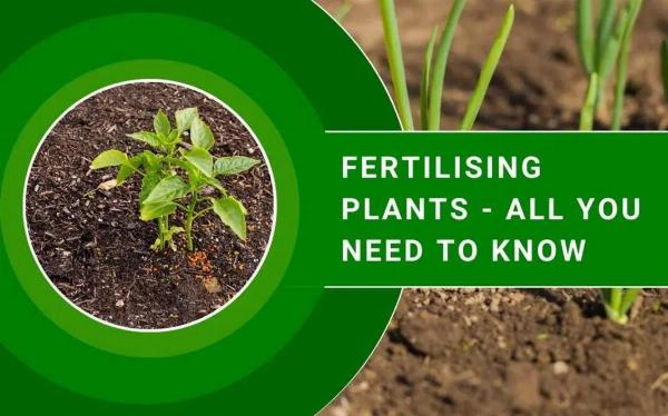 Complete Guide to Fertilising Plants for Healthier Growth
