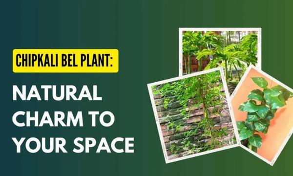 Chipkali Bel Plant Care Guide: How to Grow, Display, and Maintain a Charming Vine