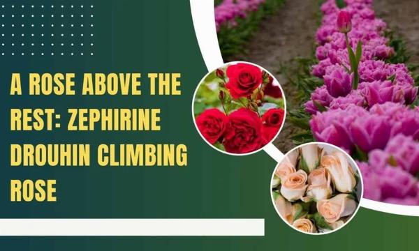 Zephirine Drouhin Climbing Rose: Complete Care, Fragrance & Growing Guide