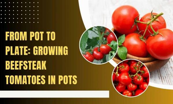 Big Beefsteak Tomatoes in Pots: A Complete Container Growing Guide