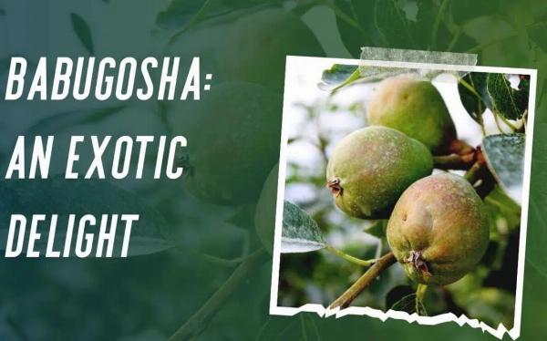 Complete Babugosha Guide: Origins, Flavor, and Culinary Uses