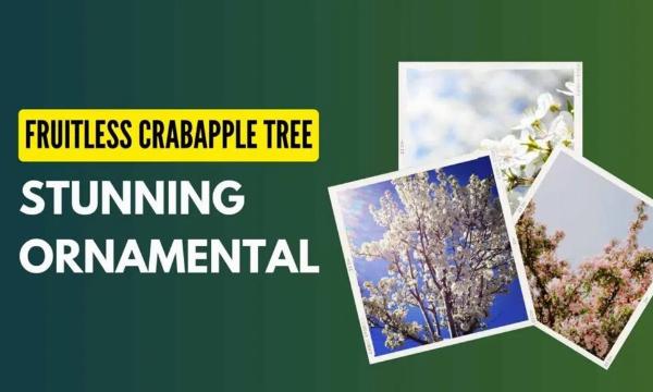 Fruitless Crabapple Tree Care and Landscape Uses: A Complete Guide