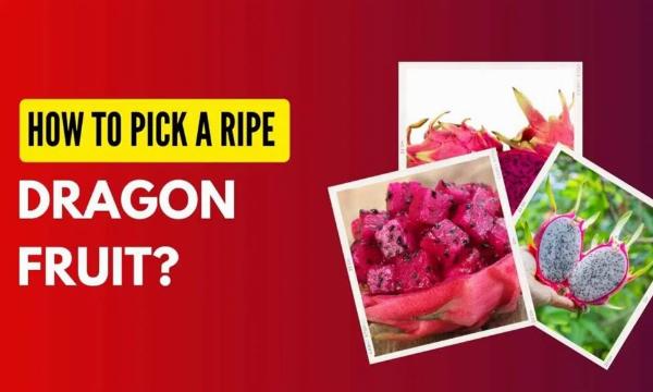 Pick Perfect Pitaya: A Practical Guide to Choosing Ripe Dragon Fruit