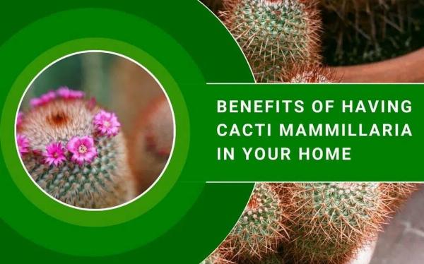 Why Mammillaria Cacti Make Ideal Houseplants: Benefits and Care Tips