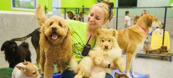 Dog Daycare in Encinitas: Practical Benefits, How to Choose, and What to Expect