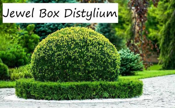 Jewel Box Distylium: Care, Landscape Uses, and Growing Tips