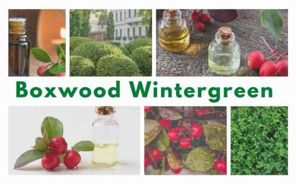 How to Grow Boxwood 'Wintergreen' for Classic Evergreen Gardens