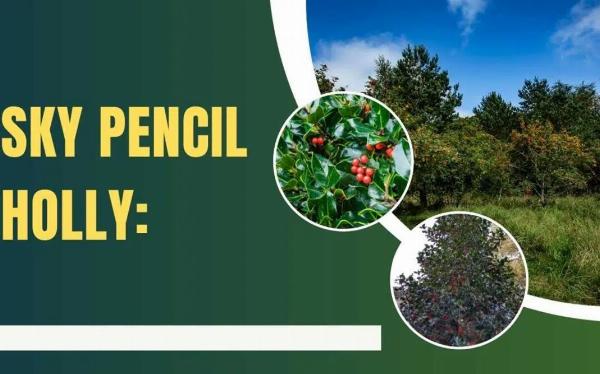 Complete Sky Pencil Holly Care Guide: Grow, Prune, and Design with Ilex crenata