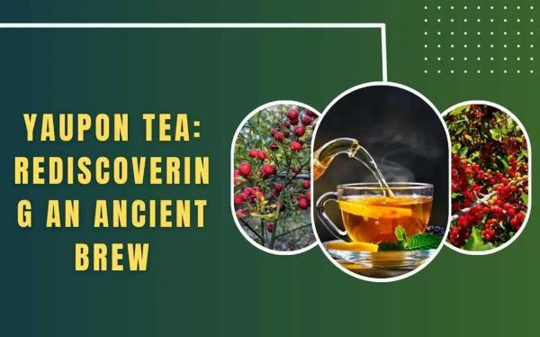 Yaupon Tea Guide: History, Brewing, Caffeine and Uses