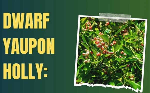 Dwarf Yaupon Holly Care Guide: Compact Evergreen for Small Landscapes