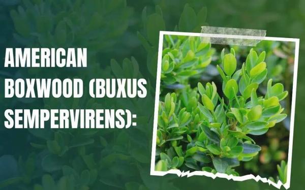 American Boxwood Care Guide for UK Gardens: Buxus sempervirens Uses and Maintenance