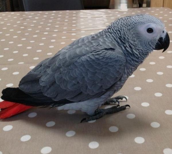 An African Grey Parrot Price, Lifespan  & Characteristics