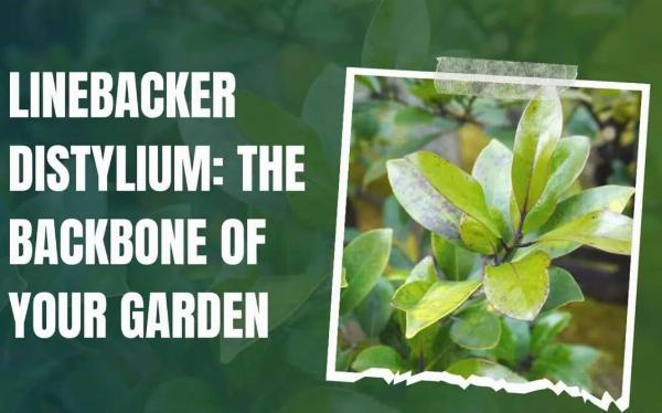 Linebacker Distylium Shrub Care, Uses, and Maintenance Guide