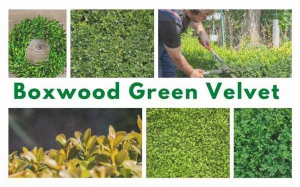 Growing Boxwood Green Velvet in the UK: Care, Pruning and Garden Uses