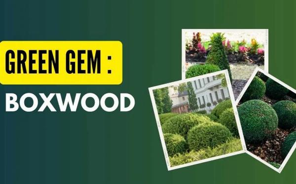 Green Gem Boxwood Care Guide: Compact Evergreen for Hedges and Containers