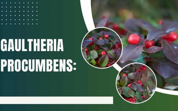 Wintergreen (Gaultheria procumbens): Identification, Uses, and Care