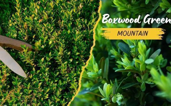 Boxwood Green Mountain Care Guide: Planting, Pruning, and Pest Management