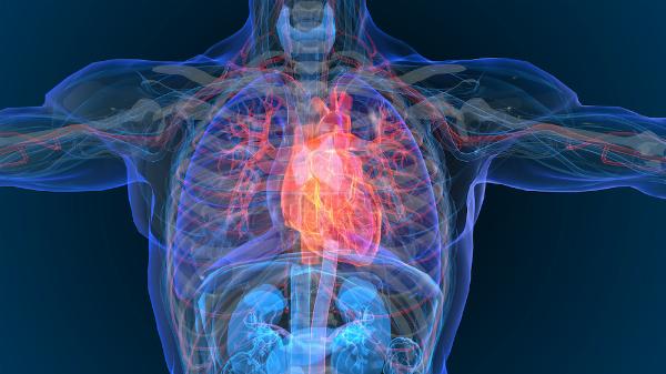 SVT ECG Patterns Explained: Interpreting Supraventricular Tachycardia and Diagnostic Steps
