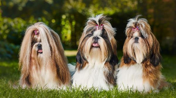 Common Problems With Shih Tzu: Why Some Owners Call Them the Worst Dog