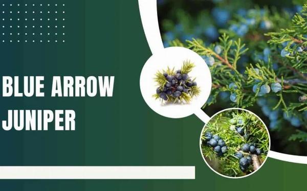Blue Arrow Juniper Care Guide: Grow a Tall, Narrow Evergreen Accent