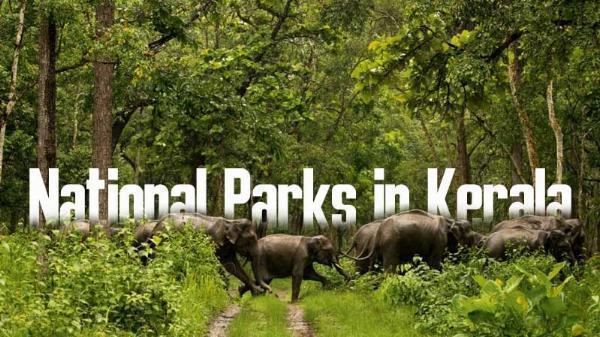 Best Wildlife Encounters: Practical Guide to Kerala’s National Parks and Sanctuaries