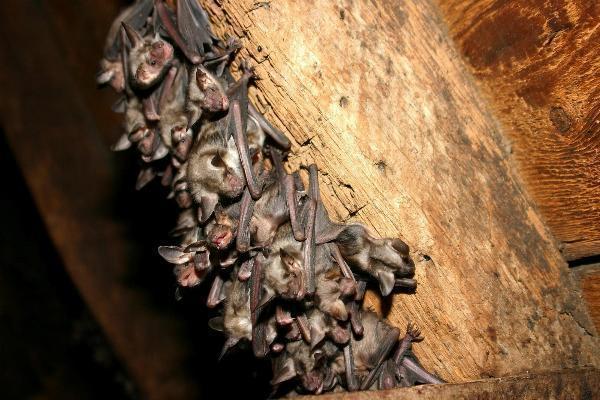 Houston Bat Removal Guide for Homeowners: Safe Steps, Laws, and Prevention