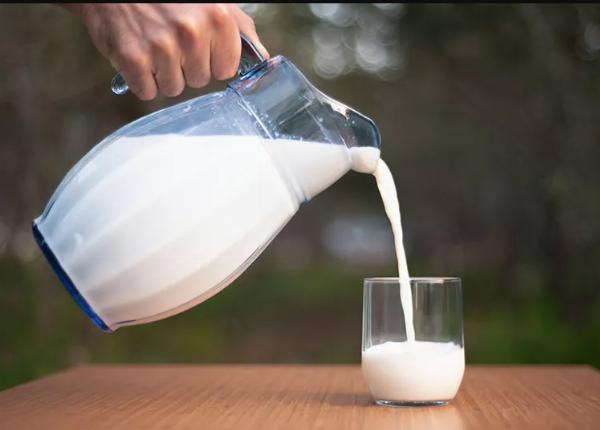 Raw Jersey Milk: Nutrients, Potential Health Benefits, and Safety