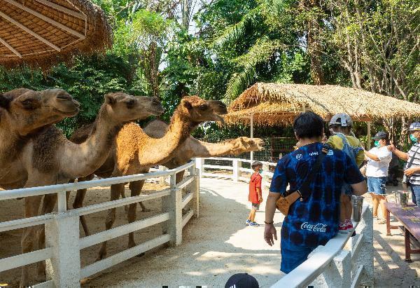 Top Zoos and Wildlife Attractions in Bangkok — Planning Your Visit with Safari World Tickets
