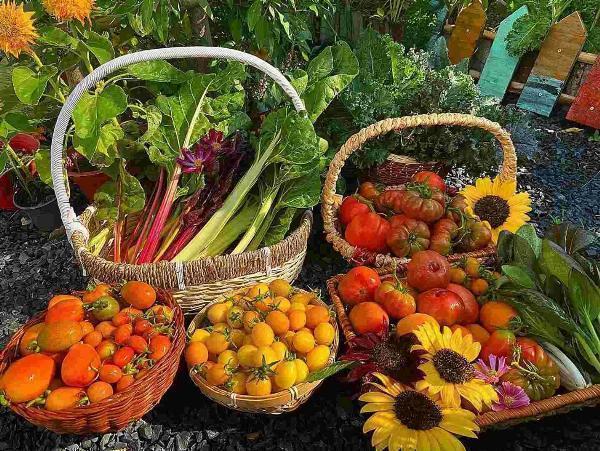 Best Vegetables to Grow with Sunflowers: Companion Planting Guide