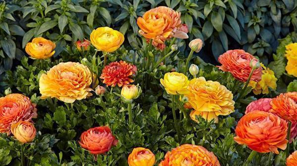 Ranunculus Varieties Guide: Types, Care, and Best Uses