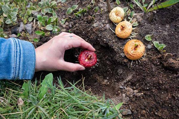 How Deep to Plant Gladiolus Bulbs: Exact Depths, Soil Tips & Planting Checklist