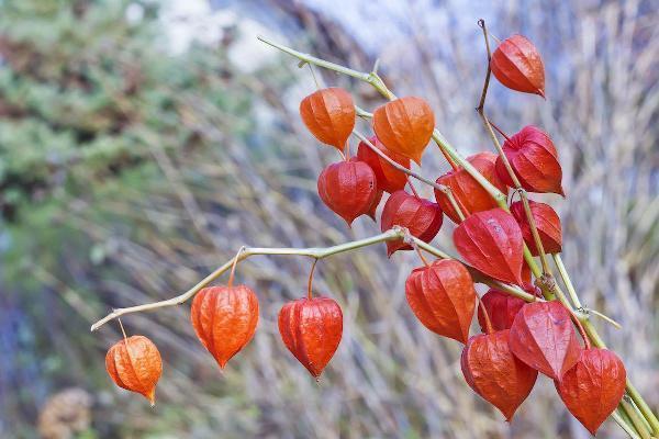 Guide to Chinese Lantern Plant Varieties: Identify, Grow, and Use Ornamental Physalis