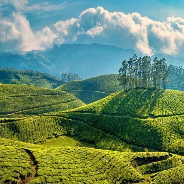 Pothamedu View Point: A Scenic Gem in Munnar, Kerala