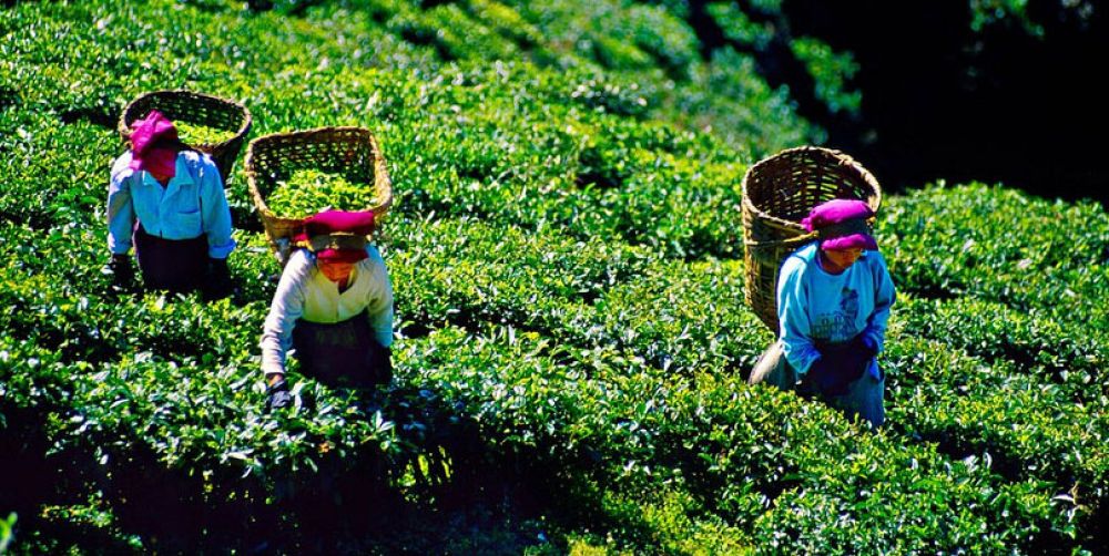 Happy Valley Tea Estate: A Journey into the Heart of Darjeeling&rsquo;s Tea Legacy